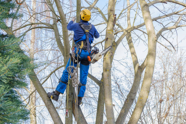 Best Tree Cabling and Bracing  in St Georges, DE